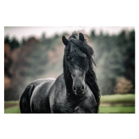 Umělecká fotografie Black pearl of Frisian horse breeding in Poland, zamknięte w migawce, (40 x 