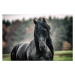 Fotografie Black pearl of Frisian horse breeding in Poland, zamknięte w migawce, 40 × 26.7 cm