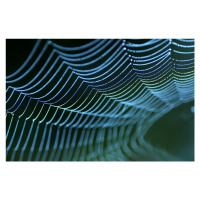 Fotografie Spider's web, Allan Wallberg, 40 × 26.7 cm