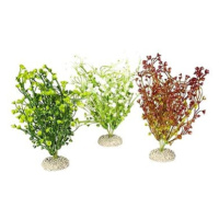 Ebi Aqua Della Bacopa M mix barev 25 cm 1 ks