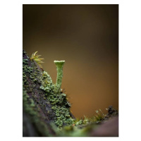 Fotografie Macro of a Cladonia pyxidata fungus,, Wirestock, 30x40 cm
