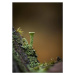 Fotografie Macro of a Cladonia pyxidata fungus,, Wirestock, (30 x 40 cm)