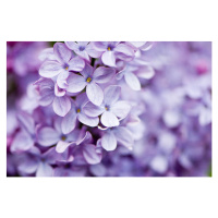Fotografie Lilac flowers, OGphoto, 40x26.7 cm