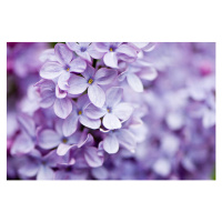 Fotografie Lilac flowers, OGphoto, 40 × 26.7 cm