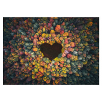 Fotografie Heart Shape In Autumn Forest, borchee, 40 × 26.7 cm