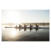 Fotografie Mixed race rowing team training on a lake at dawn, Alistair Berg, 40 × 26.7 cm