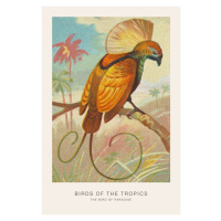 Ilustrace The Bird of Paradise (Birds of the Tropics) - George Harris, 26.7 × 40 cm