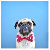 Fotografie Portrait of a Pug dog wearing bow tie, jermzlee, 40x40 cm