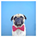 Fotografie Portrait of a Pug dog wearing bow tie, jermzlee, 40 × 40 cm