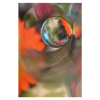 Fotografie Floral sphere, Heidi Westum, 26.7 × 40 cm