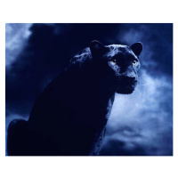 Fotografie Black panther against dark background, studio shot, Peter Finch, 40 × 30 cm