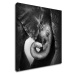 Impresi Obraz Slon černobílý - 50 x 50 cm