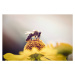 Fotografie Honeybee collecting pollen from a flower, mrs, 40x26.7 cm