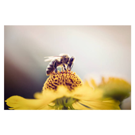 Fotografie Honeybee collecting pollen from a flower, mrs, 40x26.7 cm