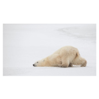 Fotografie Sliding Bear, Alessandro Catta, 40 × 22.2 cm