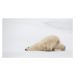 Fotografie Sliding Bear, Alessandro Catta, 40 × 22.2 cm