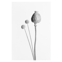 Fotografie Poppy Seed Capsule Black and White, Studio Collection, 26.7 × 40 cm