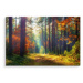 Plátno Podzimní Les V Ranním Slunci Varianta: 70x50