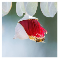 Umělecká fotografie Red and Yellow Eucalyptus Gum Blossom, Robbie Goodall, (40 x 40 cm)