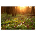 Fotografie Flowering green forest on sunset ,, kostolom, 40 × 26.7 cm