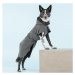 Ochranná pláštěnka pro psy Paikka - tmavě šedá Velikost: 70