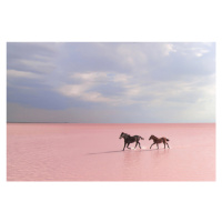 Fotografie pink salt lake, Suleyman Uzumcu, 40 × 26.7 cm