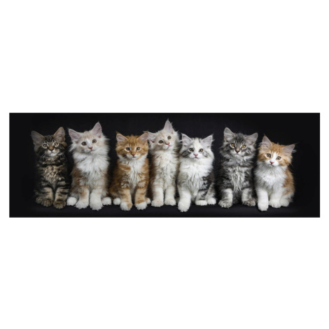 Euroart OBRAZ NA SKLE, zvířata cm