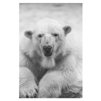 Fotografie Close-up portrait of polar bear, HENLLY TATA / 500px, 26.7 × 40 cm