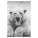 Fotografie Close-up portrait of polar bear, HENLLY TATA / 500px, 26.7 × 40 cm