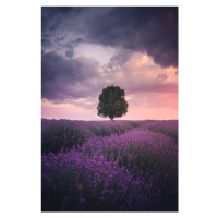 Fotografie Lavender Fields, Isparta, Cuma Cevik, 26.7 × 40 cm