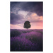 Fotografie Lavender Fields, Isparta, Cuma Cevik, 26.7 × 40 cm