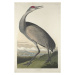 John James (after) Audubon - Obrazová reprodukce Hooping Crane, 1835, (26.7 x 40 cm)