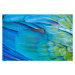 Fotografie Colorful Parrot macaw wing - tropical, agustavop, 40 × 26.7 cm