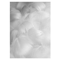 Fotografie Abstract blurred background of feathers. White, Vera Chitaeva, (30 x 40 cm)