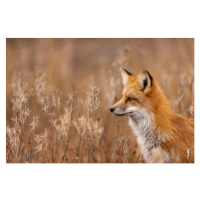 Umělecká fotografie Close-up of red fox on field,Churchill,Manitoba,Canada, Rick  Little / 500px
