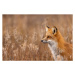 Fotografie Close-up of red fox on field,Churchill,Manitoba,Canada, Rick  Little / 500px, 40 × 26