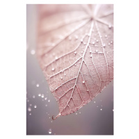 Fotografie Rosy Leaf, Treechild, 26.7 × 40 cm