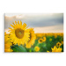 Plátno Pole Krásných Žlutých Slunečnic Varianta: 70x50