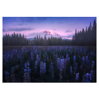 Fotografie Adam's Lupine, Atanu Bandyopadhyay, 40 × 26.7 cm