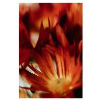 Fotografie Macro red flowers, Javier Pardina, 26.7 × 40 cm