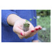 Zvonek český okrouhlolistý - Campanula bohemica x rotundifolia, Květník o průměru 9 cm