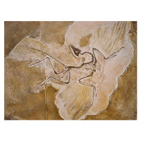 Ilustrace Archaeopteryx Lithographica Fossil, Naturfoto Honal, 40 × 30 cm