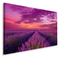 Plátno Levandulové Kvetoucí Pole V Provence Varianta: 70x50