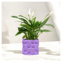 Plantbee Květináč Elgus 12cm purpurová