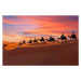 Umělecká fotografie Camel caravan going through the Sahara, Nisangha, (40 x 26.7 cm)