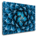 Impresi Obraz Modrý květ - 90 x 60 cm
