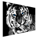 ArtB2B Tapety - Tygr a tygřice Rozměr: 368x248 cm, Materiál: Wall Paper HP