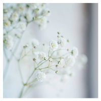 Umělecká fotografie Small  White Flowers  blurred,, Zaikina, (40 x 40 cm)