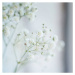 Fotografie Small  White Flowers  blurred,, Zaikina, 40 × 40 cm