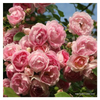Růže Kordes 'Jasmina' 2 litry